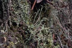 Cladonia corniculata