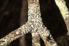 Halegrapha mucronata