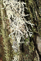 Hypogymnia subphysodes