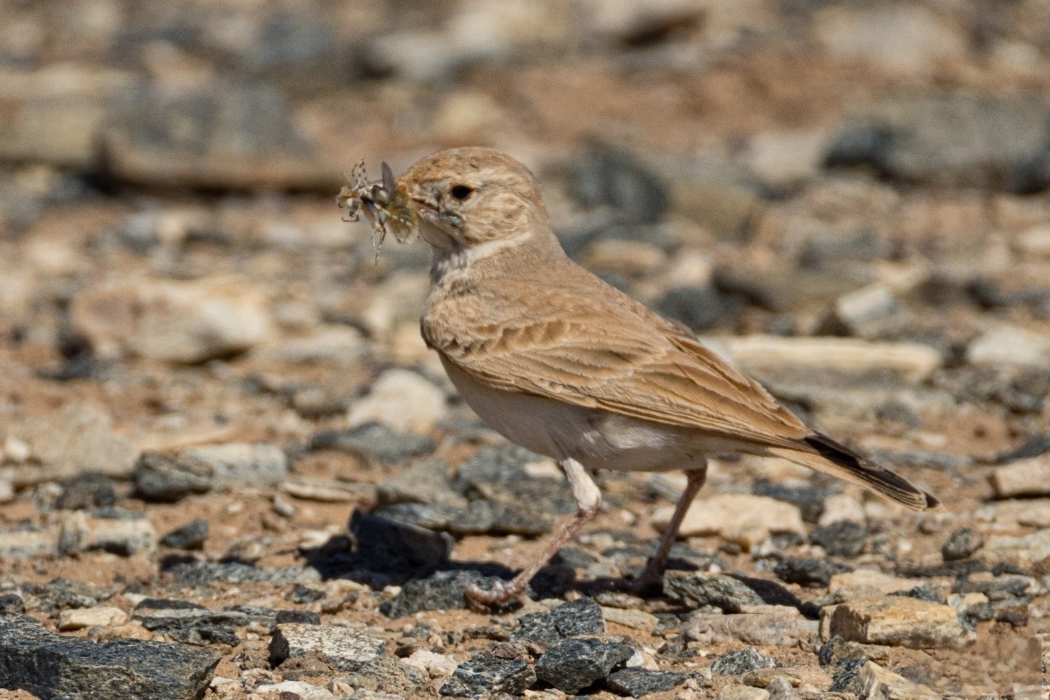 Bar-tailed Lark (Ammomanes cinctura), photo 4