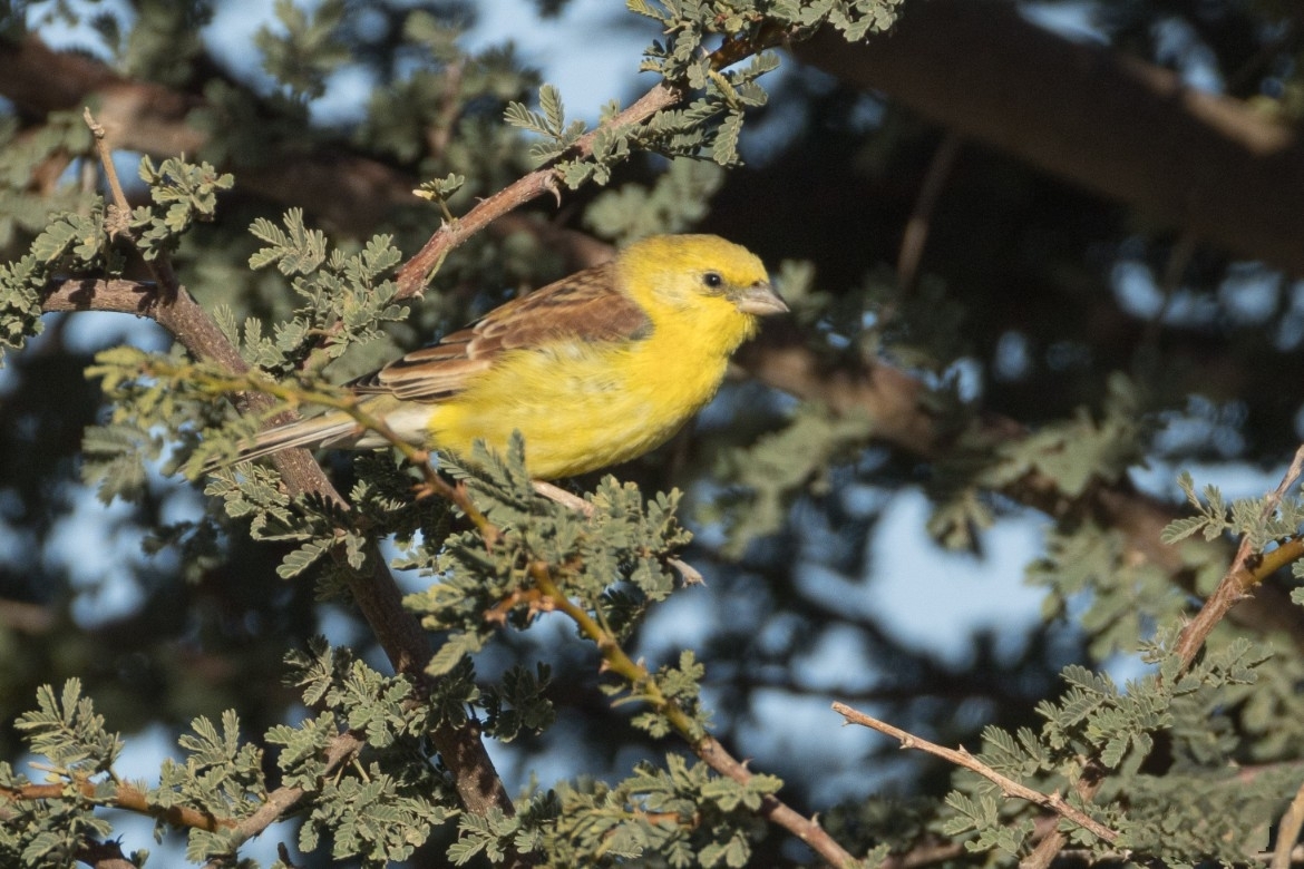 Sudan Golden Sparrow (Passer luteus), photo 2