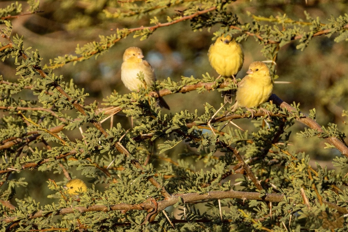 Sudan Golden Sparrow (Passer luteus), photo 3