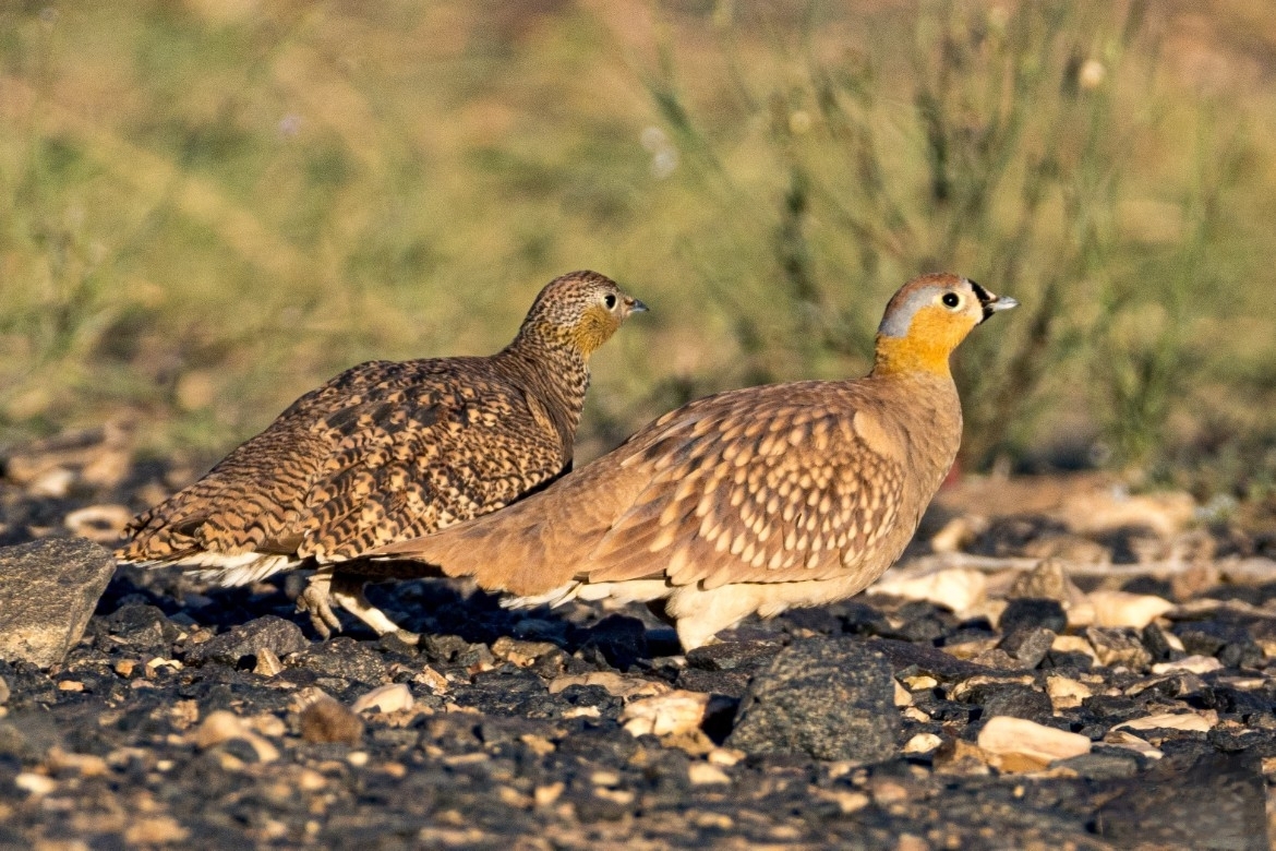 Crowned Sandgrouse (Pterocles coronatus), photo 1
