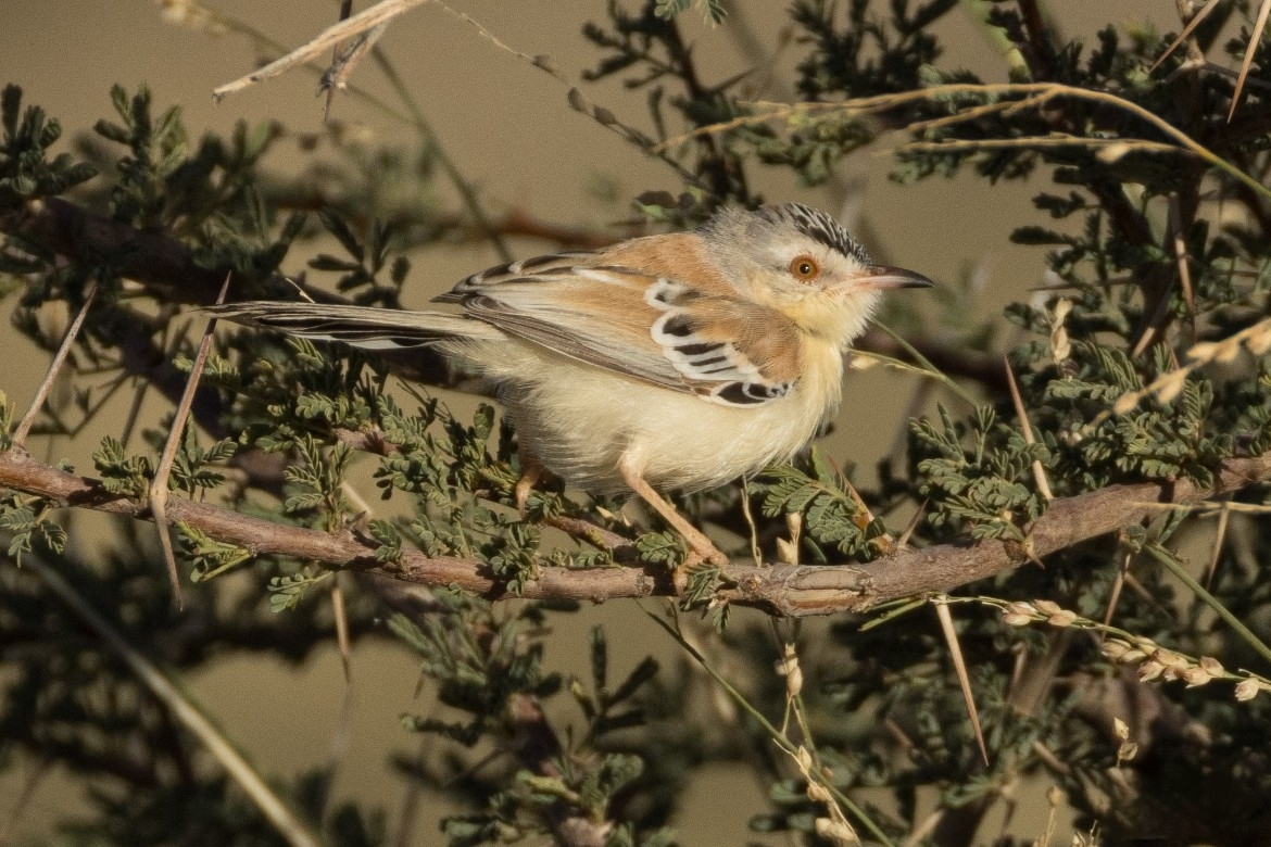 Cricket Warbler (Spiloptila clamans), photo 1