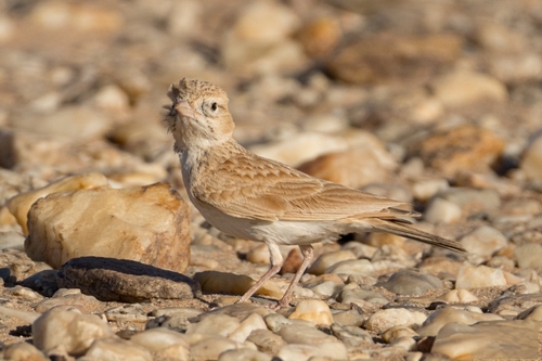 Dunn's Lark (Eremalauda dunni), photo 6