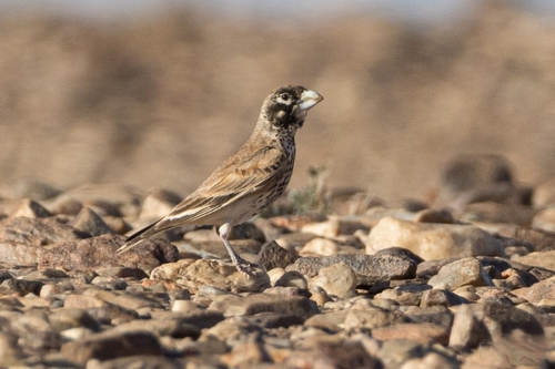 Thick-billed Lark (Ramphocoris clotbey), photo 2