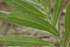 Centaurea sulphurea