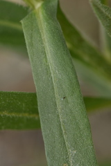 Centaurea sulphurea