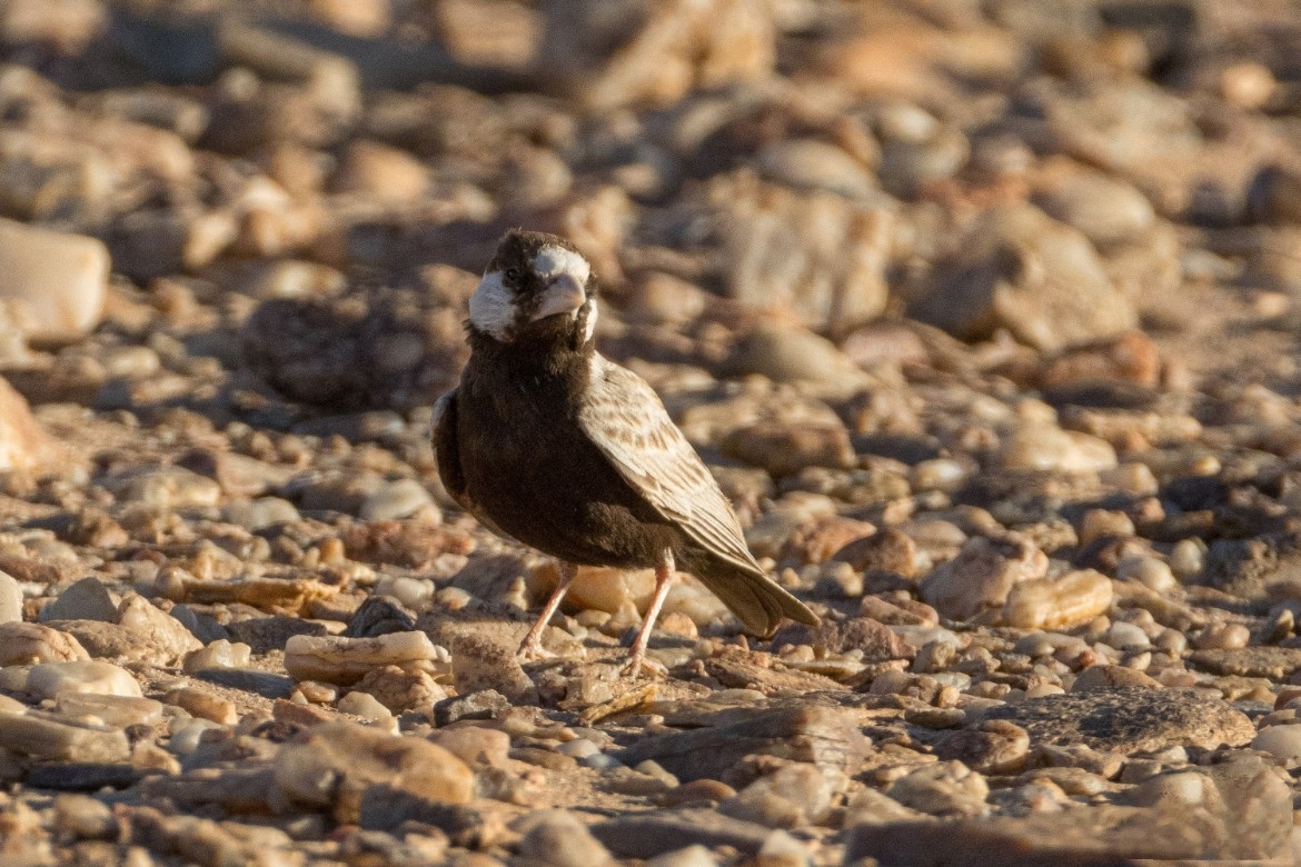 Black-crowned Sparrow-Lark (Eremopterix nigriceps), photo 4
