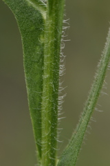 Centaurea sulphurea