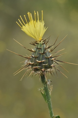 Centaurea sulphurea