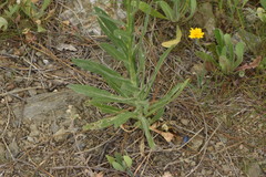 Centaurea sulphurea