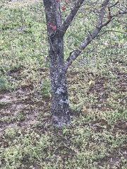 Cornus florida rubra