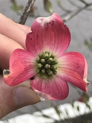 Cornus florida rubra