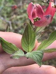 Cornus florida rubra