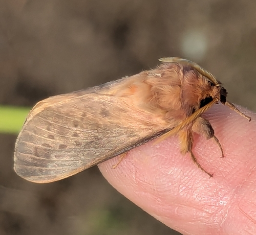 Oxycanus rufescens