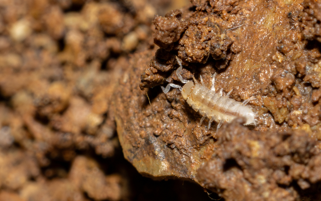 Anaphiloscia simoni