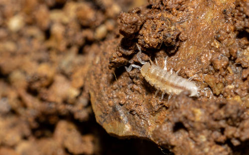 Anaphiloscia simoni
