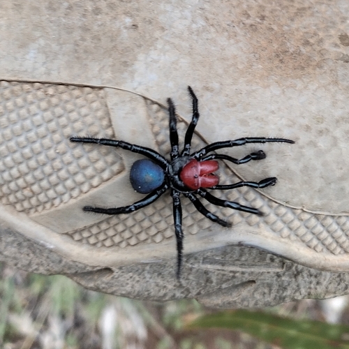 Red-headed Mouse Spider