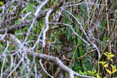 Poodytes punctatus vealeae