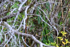 Poodytes punctatus vealeae