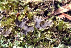 Peltigera dolichorhiza