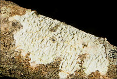 Pertusaria pertractata
