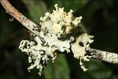 Ramalina inflata