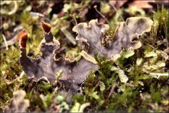 Peltigera dolichorhiza
