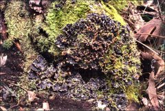 Peltigera dolichorhiza