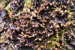 Peltigera dolichorhiza