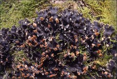 Peltigera dolichorhiza