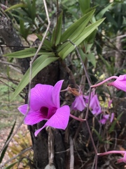Dendrobium bigibbum