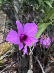 Dendrobium bigibbum