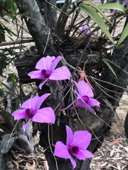 Dendrobium bigibbum