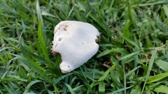 Agaricus altipes