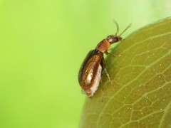 Attalus scincetus
