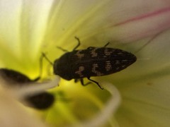 Acmaeodera neglecta neoneglecta