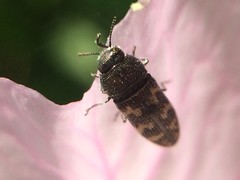 Acmaeodera neglecta neoneglecta