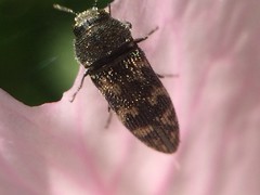 Acmaeodera neglecta neoneglecta