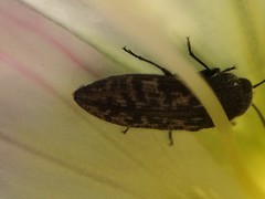 Acmaeodera neglecta neoneglecta