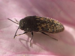 Acmaeodera neglecta neoneglecta