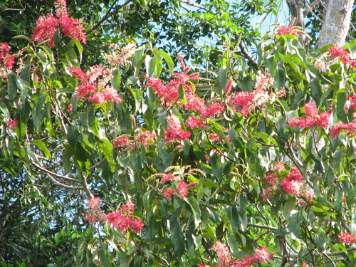 Triplaris dugandii