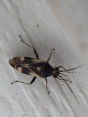 Orthotylus ornatus