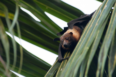 Pacific Flying Fox photo 5