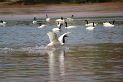 Cygnus melancoryphus