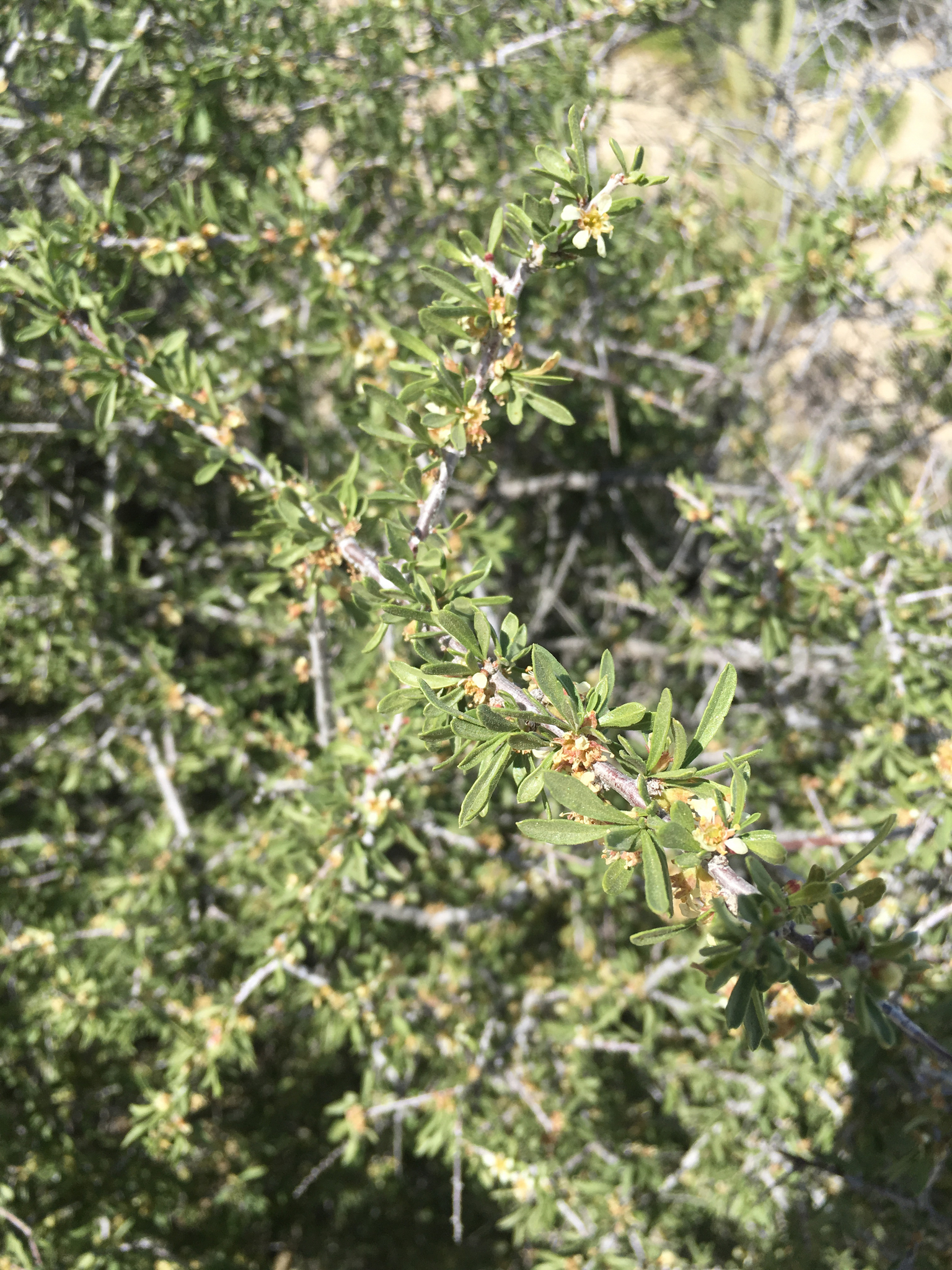 Prunus fasciculata var. fasciculata