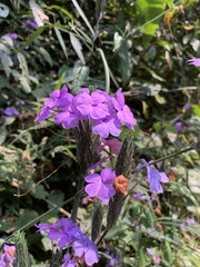 Eranthemum tetragonum