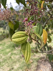 Miconia subseriata