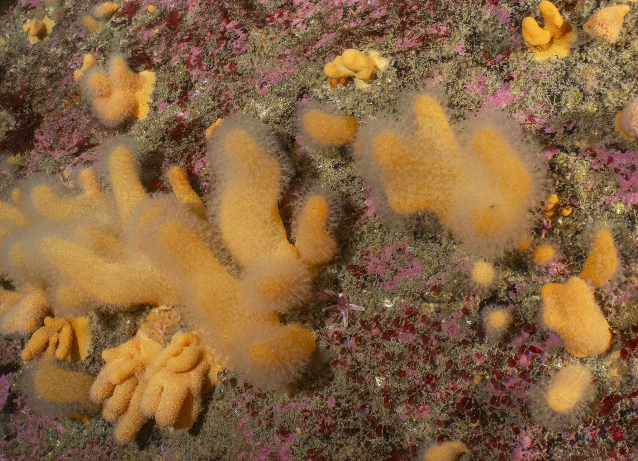 Alcyonium digitatum Linnaeus, 1758